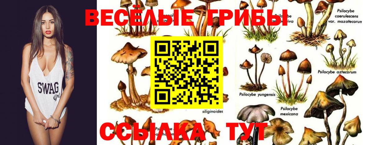 Псилоцибиновые грибы прущие грибы  где можно купить наркотик  Кизилюрт  Вход с VPN  Галлюциногенные грибы Magic Shrooms 